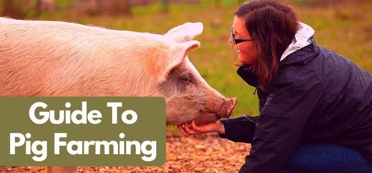 complete guide to pig farming