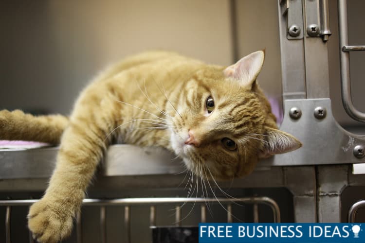 Pet Vets
