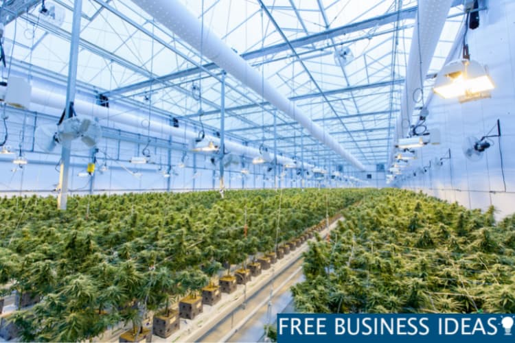 Cannabis Industry