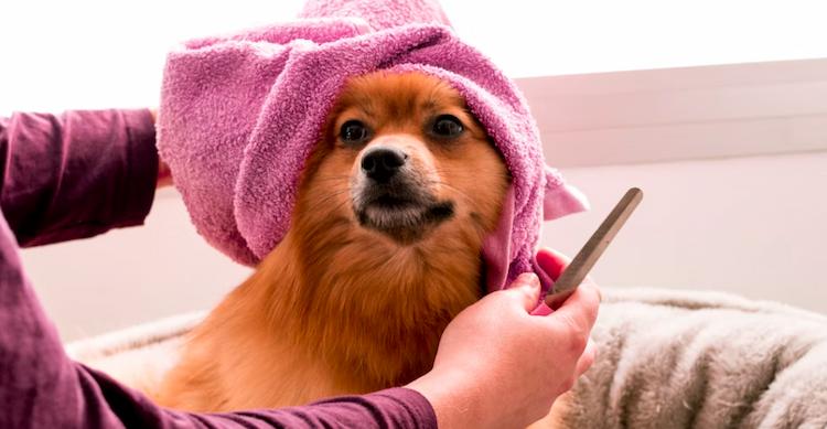 New Dog Grooming Business